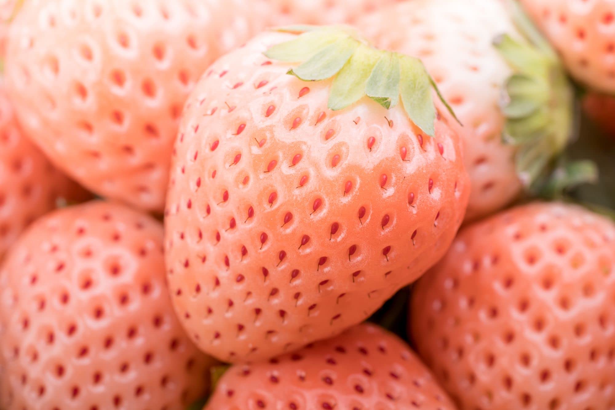 Fragissimo (vanilla strawberry) for planting in garden